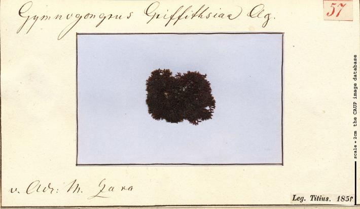 Gymnogongrus griffithsiae 57.jpg
